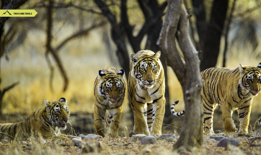 Ranthambore National Park