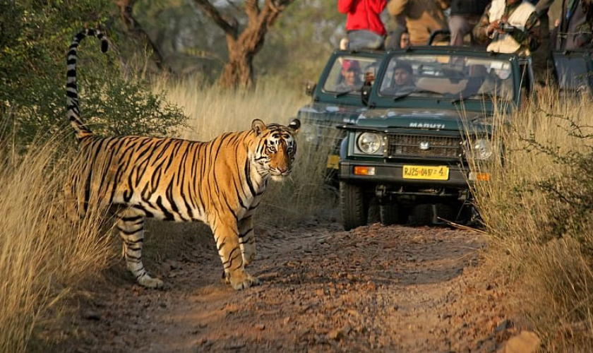 Tiger Safari